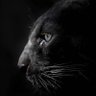 s20's profile picture