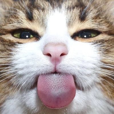 Sex, Smut, and Sluts's profile picture