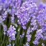 Lavender 的头像