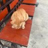 โกโก้ ชานม's profile picture