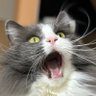 Фото профиля ∞ねここ∞