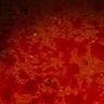 idka's profile picture