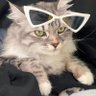 Profilbild von cici