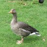 Winged Goose profil fotoğrafı
