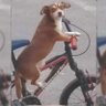 Pata caliente on the road 的头像