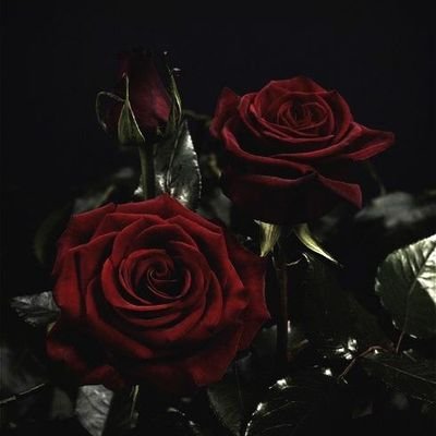 tenttiger's profile picture