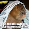 Capivara pensante profil fotoğrafı