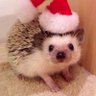 Profilbild von Kirpi