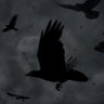 FLORUS's profile picture