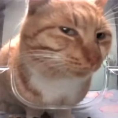 menes diários's profile picture
