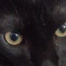 o Otimista profil fotoğrafı