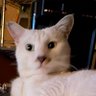 Profilbild von チャビ