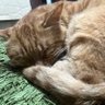 胡汰のパパ 的头像