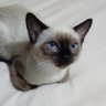 Giulia profil fotoğrafı