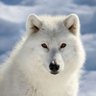 Фото профиля WhiteWolf_三一宝石 ™🐺™