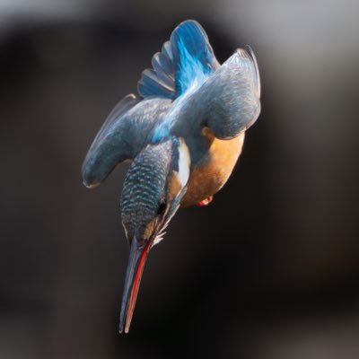 sadanao_s's profile picture