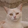 Ayoub's profile picture
