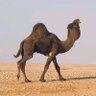 Фото профиля باسم عمر