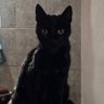Profilbild von Black cat