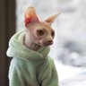 Samson Bigglesworth profil fotoğrafı