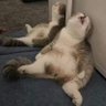 Profilbild von HighOnCats