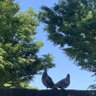 OurBlueSkies 的头像