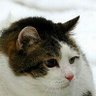 Profilbild von はよ、エサくれ