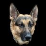 Gordillo Calerano's profile picture