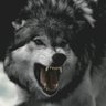 Waled's profile picture