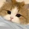 Profilbild von Ace L