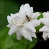 Фото профиля Vikram