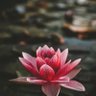 Фото профиля Namo namo