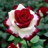 Фото профиля Luana_18