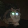 Profilbild von mister cheddar baby daddy