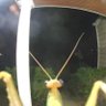 hispanicjokes's profile picture