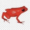 Sapo Vermelho profil fotoğrafı
