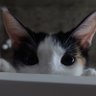 Maxi's profile picture