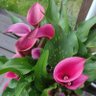 Bookworm profil fotoğrafı