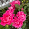 Фото профиля Maureen McCarthy