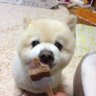 Profilbild von ザコチューバー伸ちゃん
