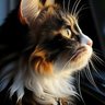 Mori's profile picture