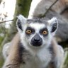 lemur's profile picture