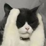 推特黄推关注王's profile picture