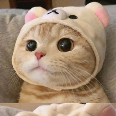 Airu's profile picture