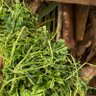 Profilbild von herbal help