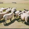 Madkari's profile picture