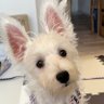 たーぼ🐶 profil fotoğrafı