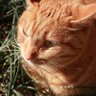 喵喵 profil fotoğrafı
