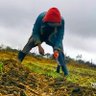 AgribusinessGuy🍒 profil fotoğrafı