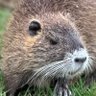 Profilbild von Nomnom